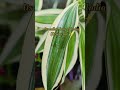 Song of India (Dracaena)What do you call it in your area? #plantsplantsofindia #plants #gardening