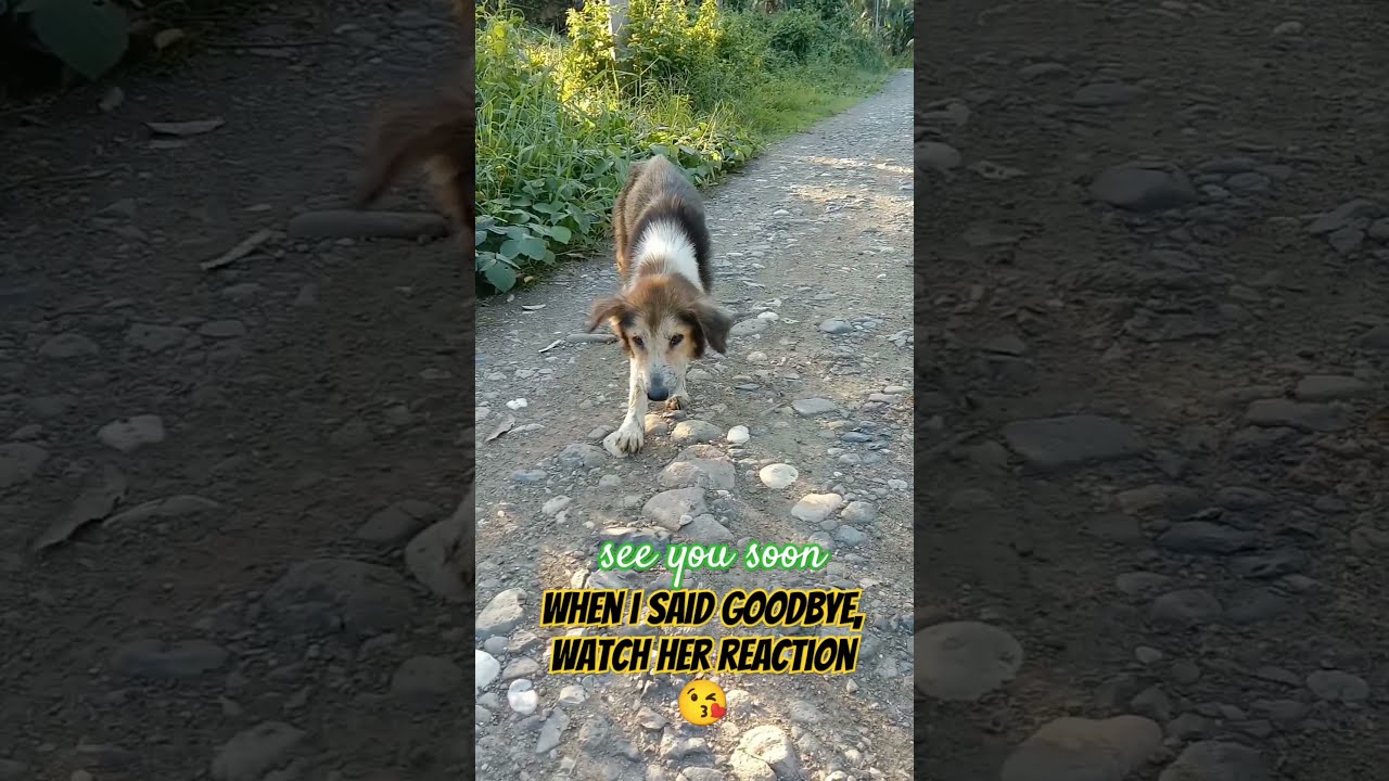 Why There S Irresponsible Pet Owner Even Dogs Are Known To Be Most Loyal Doglover