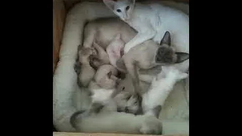 Video 935331: siamese oriental kittens, siamese oriental cats, blue point siamese kitten, white siamese kittens, siamese mother cat