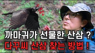 다꾸씨가 산삼 찾는 방법 ! 까마귀가 선물한 산삼 ?