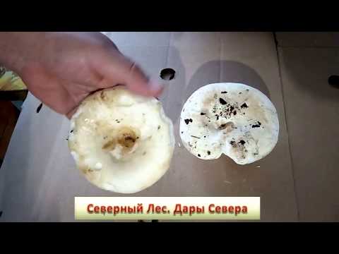 Отличия грибов. Белый груздь и скрипун Съедобные грибы