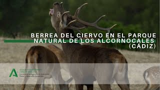 Berrea del ciervo en el Parque Natural de Los Alcornocales (Cádiz)