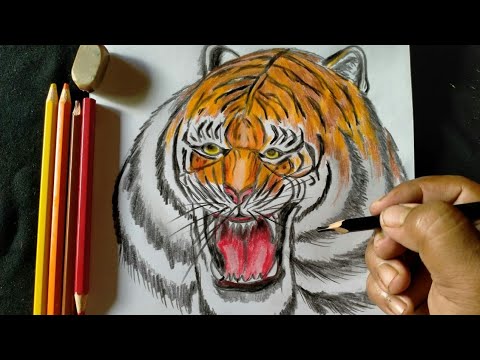 Cara gambar kepala harimau dengan mudah dan cepat YouTube