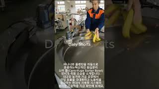 How Centrifuge Sorter Bowl Changes Banana Process #shorts #worker #process #technology #sorting