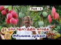 வேற லெவல் கனிகள் 😍 | Giant Ivory 🍌, Miyasaki 🥭, Water Apple Varieties | Greenland Nursery