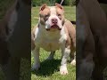 BIG MONEY BEN 🦍💨 #americanbully #dogs