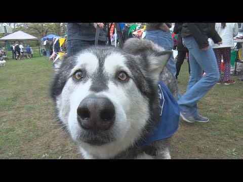 Dogs Of All Shapes, Sizes Strut Their Stuff At SPCA Walkathon