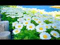 Best Relaxation Therapy 🍀 Free Your Heart from Burdens &amp; Negativity • Removes All Negative Energy ♥️