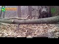 Wild boars / Дикие кабаны / Sus scrofa. Green Video. Encyclopedia of Wildlife Project