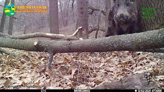 Wild boars / Дикие кабаны / Sus scrofa. Green Video. Encyclopedia of Wildlife Project