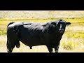 Cattle Terminology Essentials for Understanding Animal Science