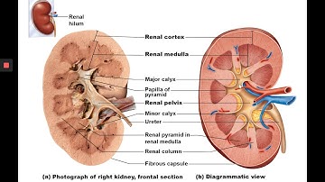 Urinary System Video Lecture: Chapter 24 Part A #1