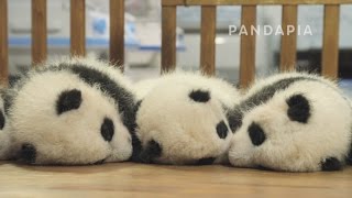 pandapia CM1