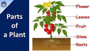 Parts of a plant | Part of plants and their functions | Different parts of plants for kids