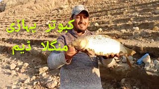 Mangla Dam Kabotar Pahari | Common Carp Fish Hunting | Muhammad Saad