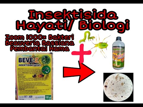 Insektisida Hayati Bakteri Beauveria Bassiana Pembasmi Hama serangga Zoom 1000× Mikroskop & Mix M21😱