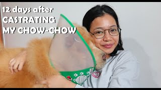 What to do after CASTRATING YOUR CHOWCHOW or Dog (Vlog#95)
