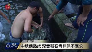 水質純淨肉質鮮雙龍香魚供不應求2017-10-03 TITV 原視新聞 