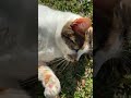 More Kitty