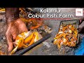 கொளத்தூர் கலர் மீன்கள் உற்பத்தி பண்ணை | Kolathur Color Fish Market