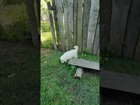 + 79672457073 маремма мареммо-абруцкая овчарка