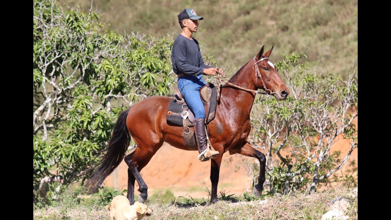 ÉGUA EXTRA DE SELA NETA DO DELETE CAXAMBUENSE, ARGOS DAS MINAS GERAIS E BISNETA DO CAXAMBU ÚNGARO