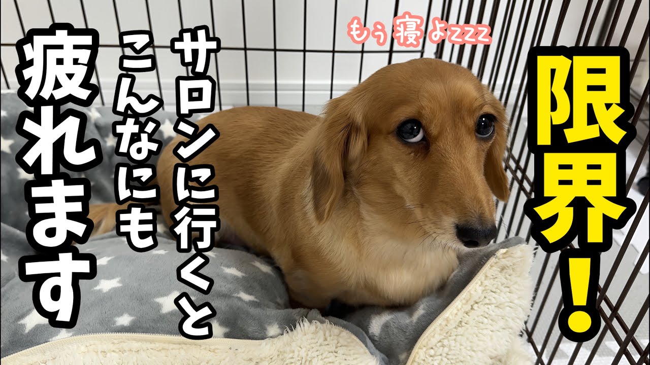【体力の限界】疲れ果てて帰って来た犬。事前にお布団を用意してあげたら次の日こんなにも元気になりました