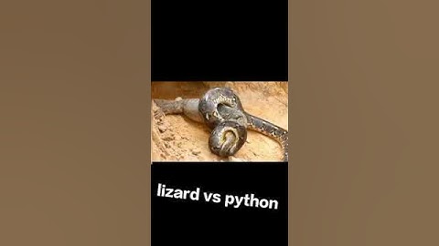monitor lizard vs python | #myglicilene |# shorts