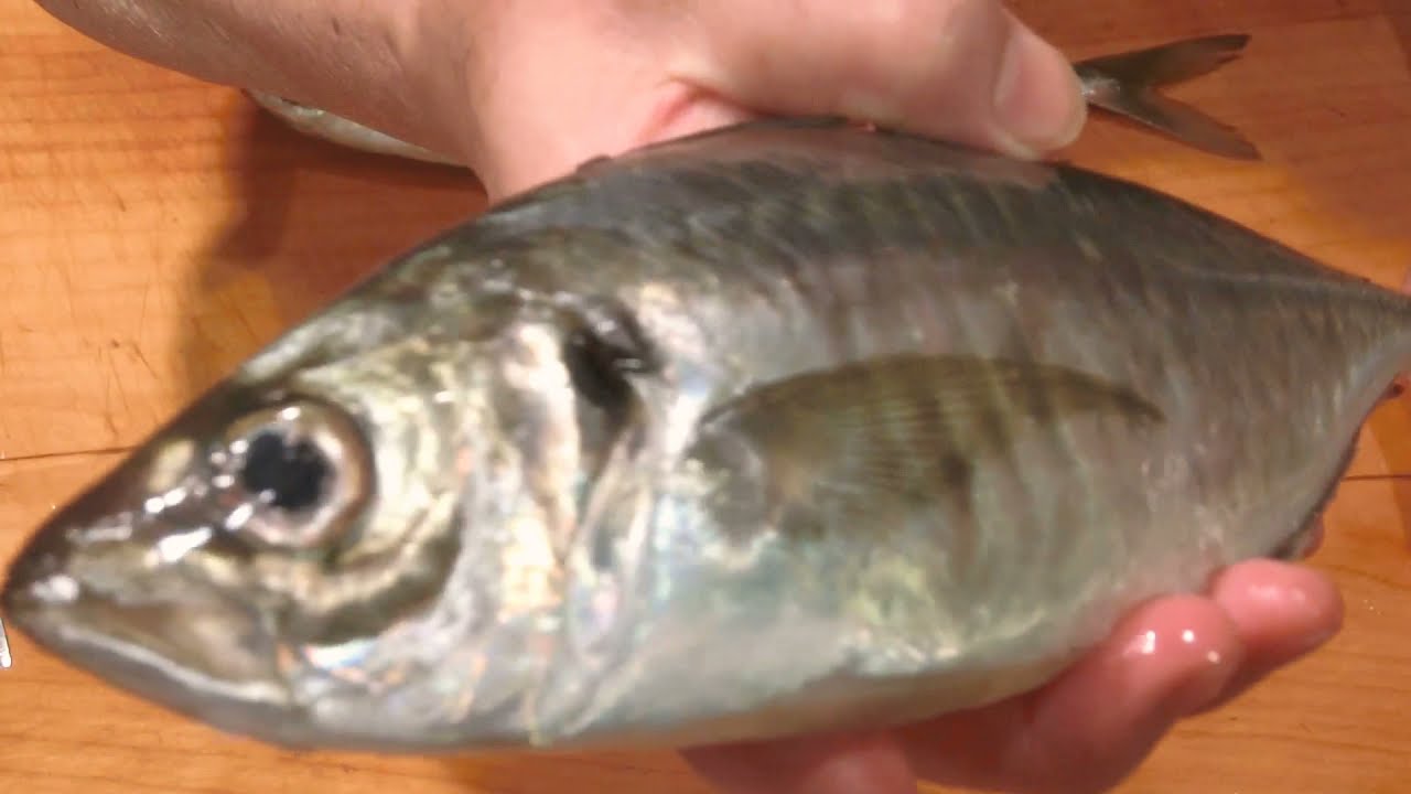 鯵は二日寝かせると美味しい 大和の 和の料理 刺身 リハビリ編 Youtube