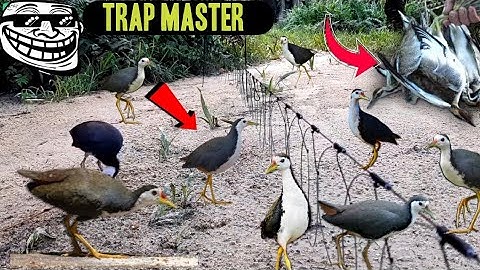 Catching Birds Live with Natural Traps!#injoy the birdhunting #ruakruakking #sabscribe now 