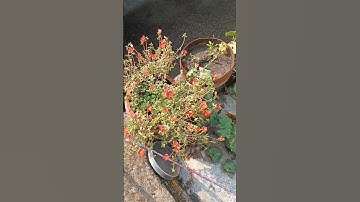 My first mini vlog #1 | #shorts #minivlog #minivlogs #viral #trendingshorts #shortvideo #vlog