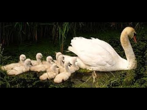 Размножение птиц. Биология