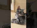猫が落ちてたら触るじゃん普通...