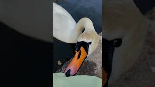 Как нападают лебеди 🦢 swan attack #природа #лебедь #птицы #birds #nature #swan n
