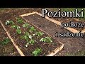 Poziomki - podłoże i sadzenie