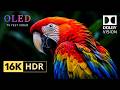 Impossible Nature Details OLED HDR TEST | 16K HDR Dolby Vision 120FPS (8K/4K Ultra HD TV)