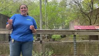 Keeper Chat: Red Fox