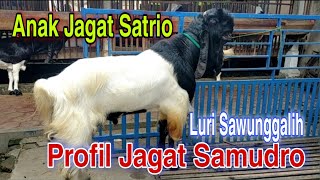 Luri Sawunggalih🔴Anak Jagat Satrio . salah satu maskot di kandang samudra ettawa