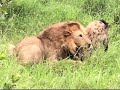 Hyenas Steal Leopards Kill, Male Lion tries to Kill Hyena!