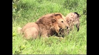 Hyenas Steal Leopards Kill, Male Lion tries to Kill Hyena!