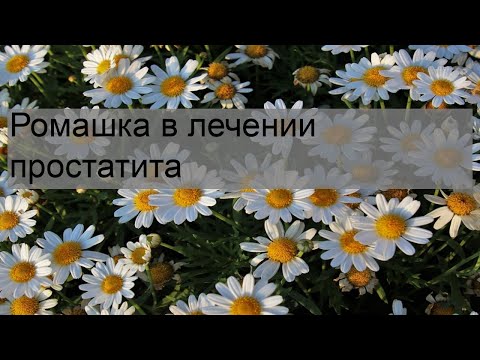 Ромашка в лечении простатита