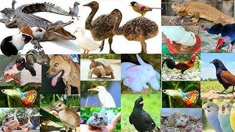 Cá Cờ Đã Nở - Tổng Hợp Tất Cả Động Vật Mình Đang Nuôi Có Những Con Gì / Quế Nghịch