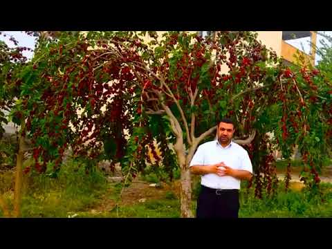 فرجعناك إلى أمك 