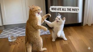Comedian Cats Start Talking Back To Their Owner 😲😂