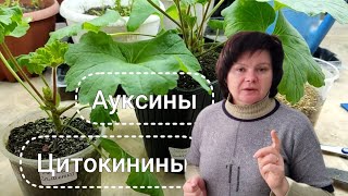 ПЕЛАРГОНИИ. Гормональная ПРАВДА черенкования и обрезки. Часть 1 от 12.01.24.