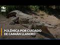 Falta de alimentación y de cuidado del Caimán Llanero en la Orinoquía: peligro crítico de extinción