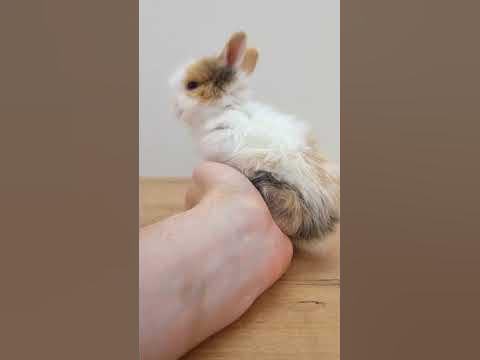 Декоративный кролик. Интересные факты. - YouTube