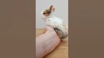 Декоративный кролик. Интересные факты.