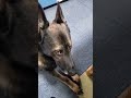 里の秋を満喫してるカイちゃん #ジャーマンシェパード#くり#大型犬のいる生活