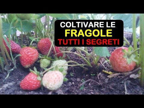 Video: Prendersi cura delle piante di fragole sterili - Come coltivare la copertura del terreno di fragole sterili